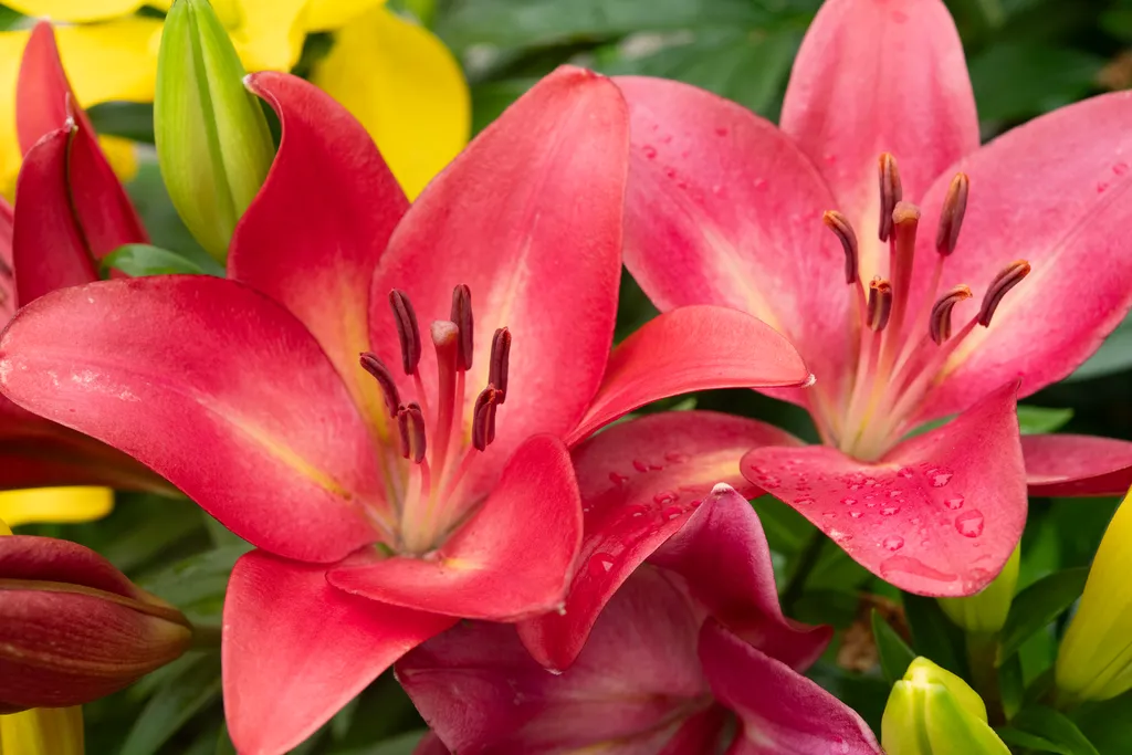 A Symphony of Summer Blooms: Cultivating an Elite Palette 38