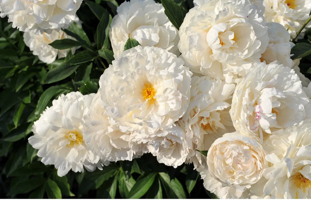 A Symphony of Summer Blooms: Cultivating an Elite Palette 50