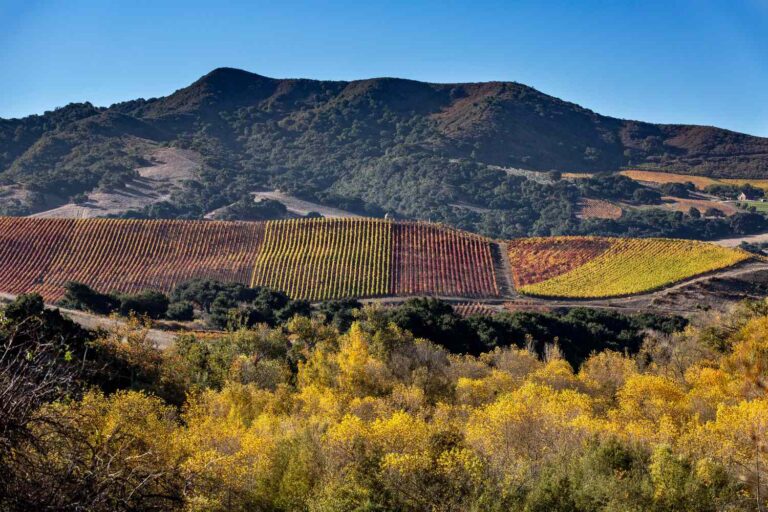 Buellton: Uncorking the Santa Ynez Valley's Hidden Gems 51