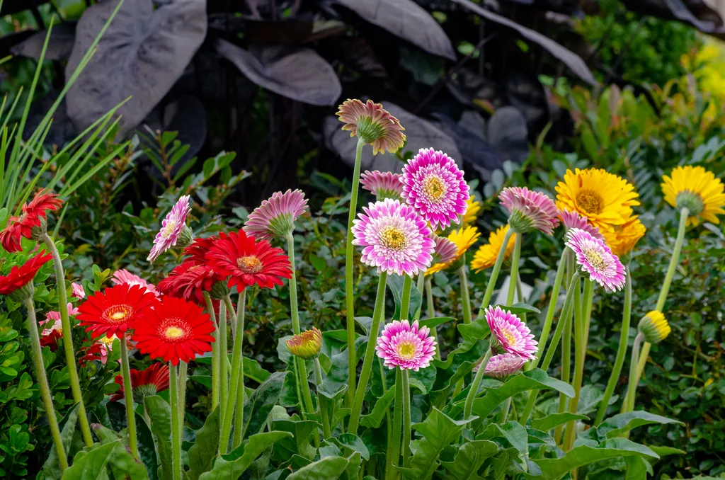 A Symphony of Summer Blooms: Cultivating an Elite Palette 42