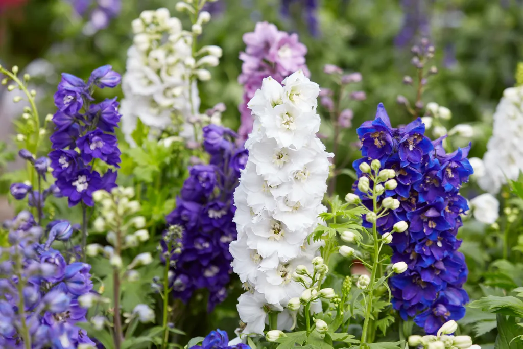 A Symphony of Summer Blooms: Cultivating an Elite Palette 39