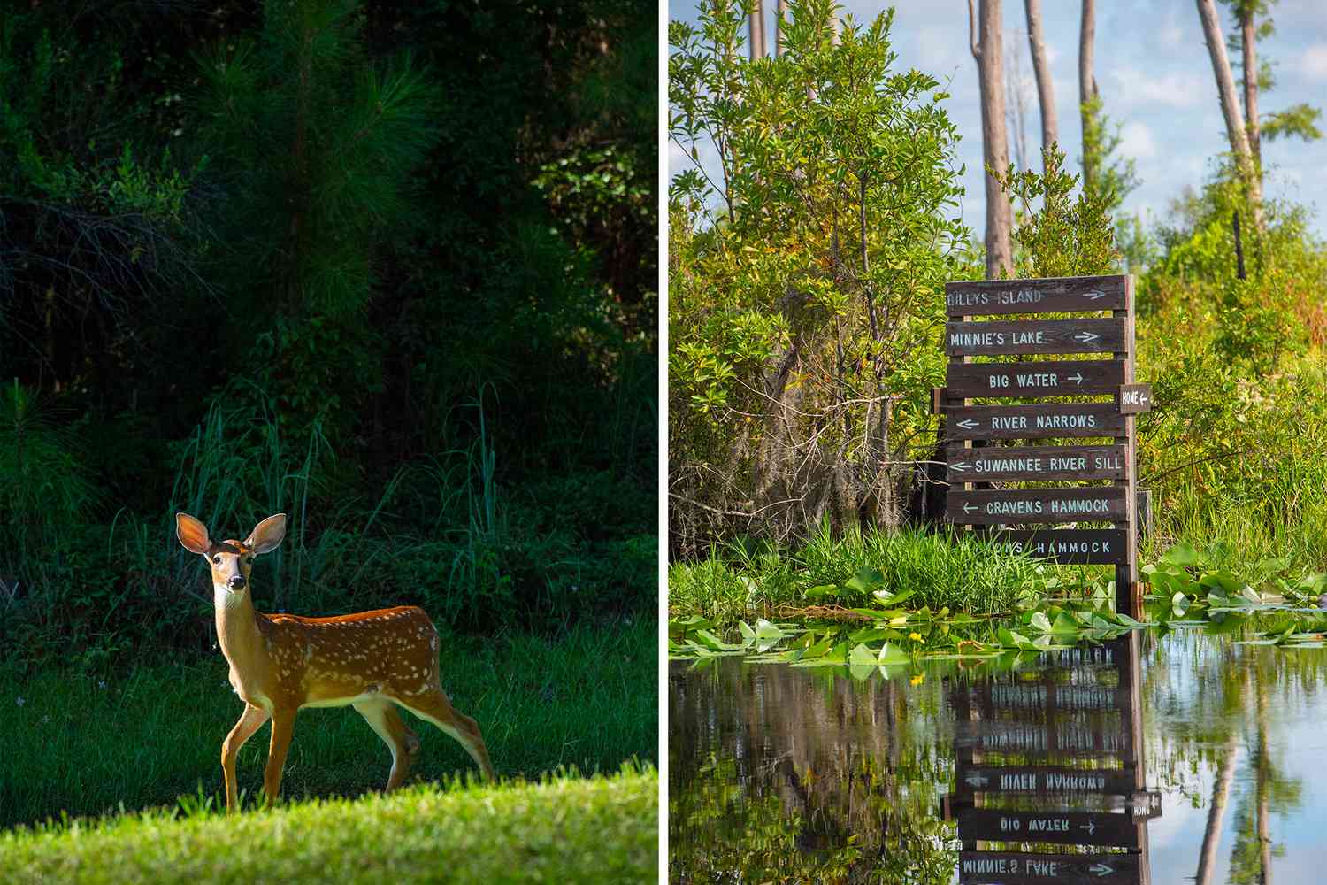 Voyage into Georgia's Untamed Heart: The Okefenokee's Secret Charms 10