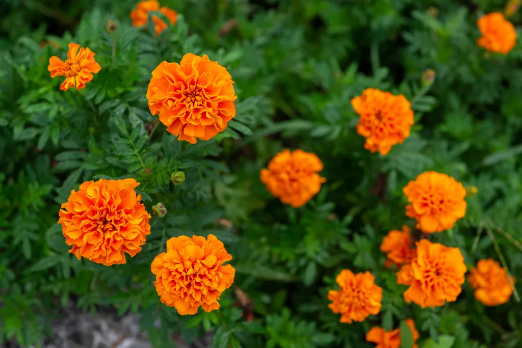 A Symphony of Summer Blooms: Cultivating an Elite Palette 48