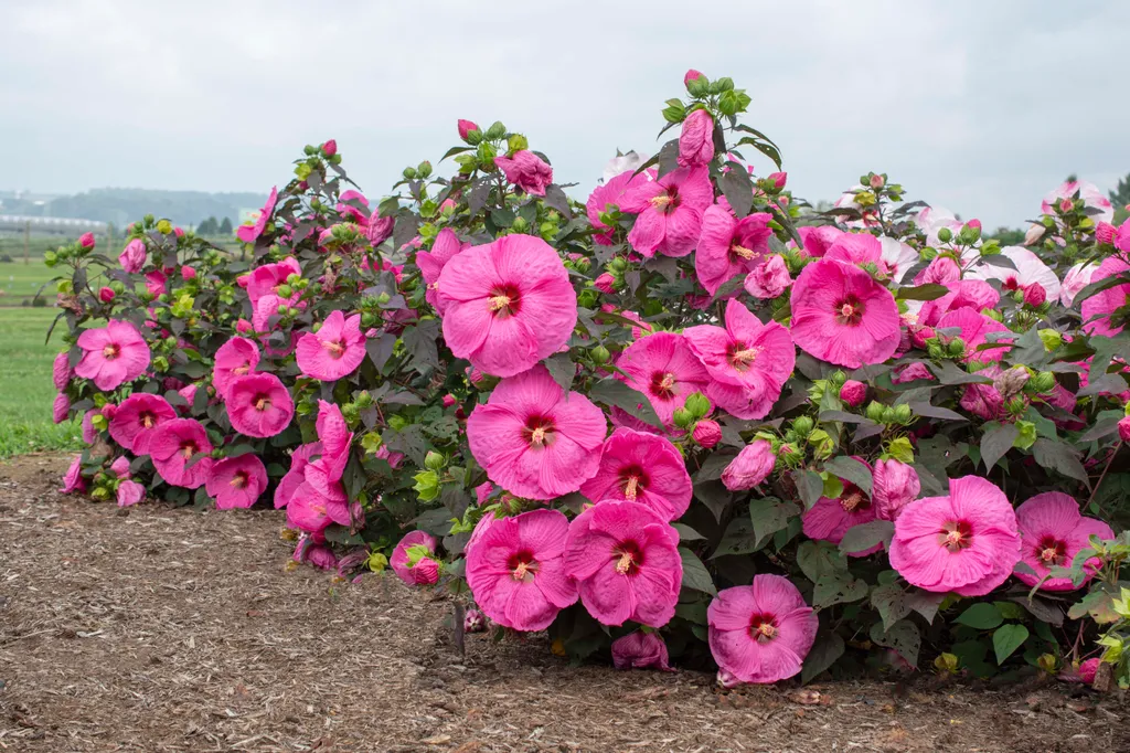 A Symphony of Summer Blooms: Cultivating an Elite Palette 44