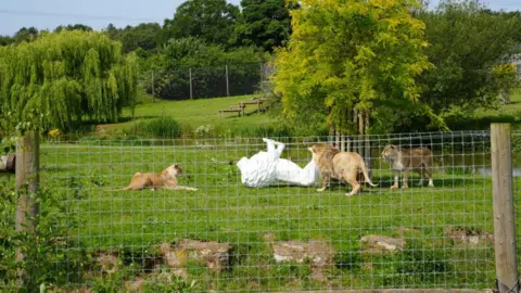 Where Yorkshire's Roaring Heritage Takes Root: The Pride of Yorkshire Lions Emerge 5
