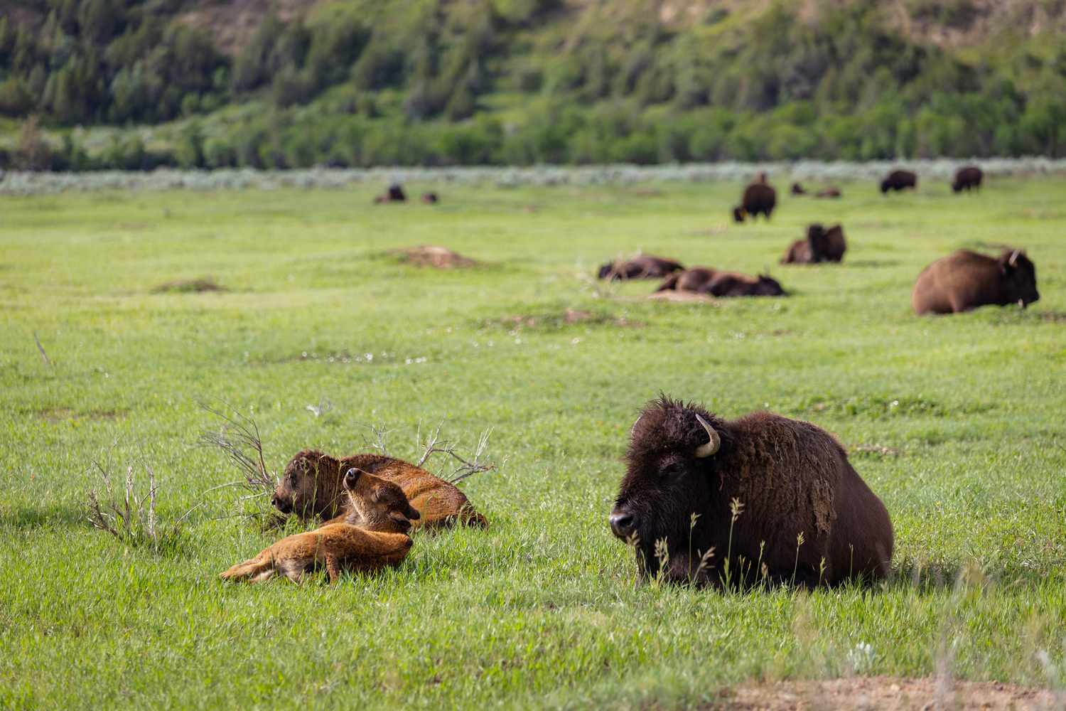 Dakota's Untamed Crown: A Sojourn into Theodore Roosevelt's Majestic Wilderness 11