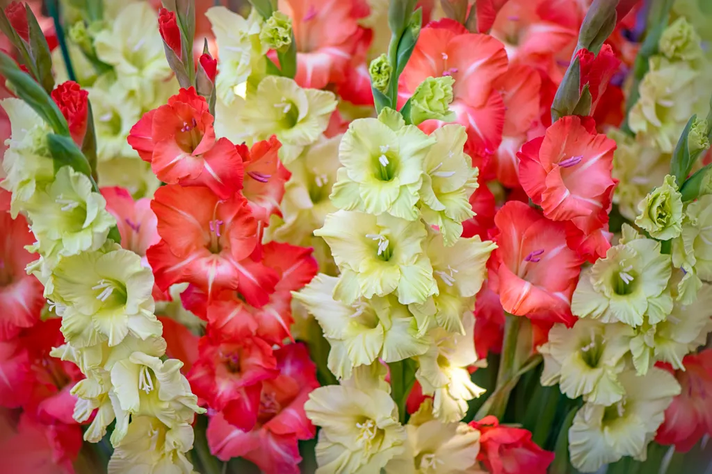 A Symphony of Summer Blooms: Cultivating an Elite Palette 43