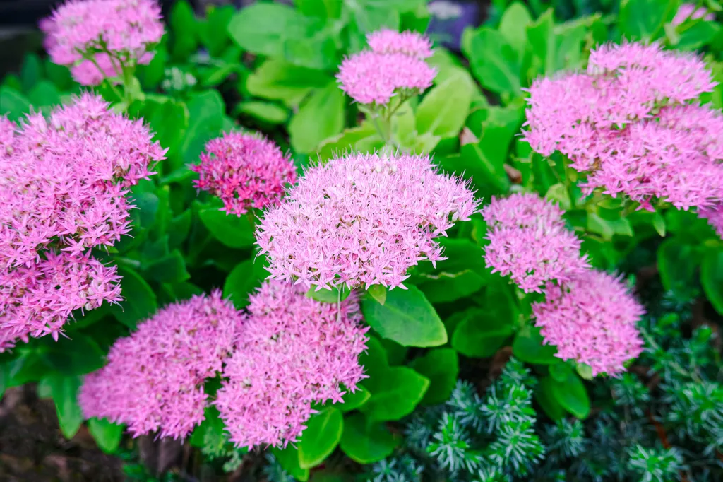 A Symphony of Summer Blooms: Cultivating an Elite Palette 52