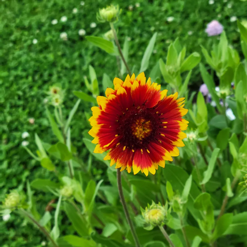 A Symphony of Summer Blooms: Cultivating an Elite Palette 34