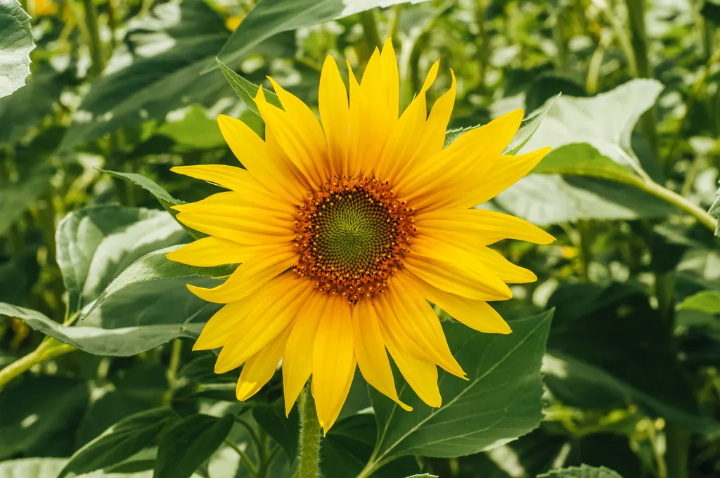 A Symphony of Summer Blooms: Cultivating an Elite Palette 53