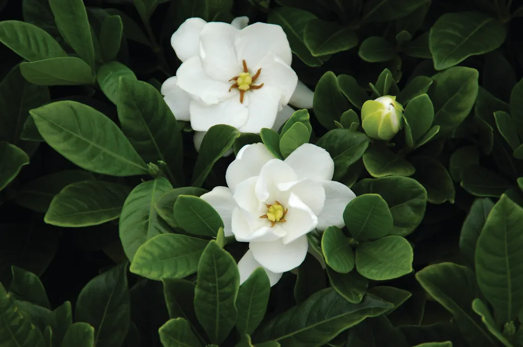 A Symphony of Summer Blooms: Cultivating an Elite Palette 40