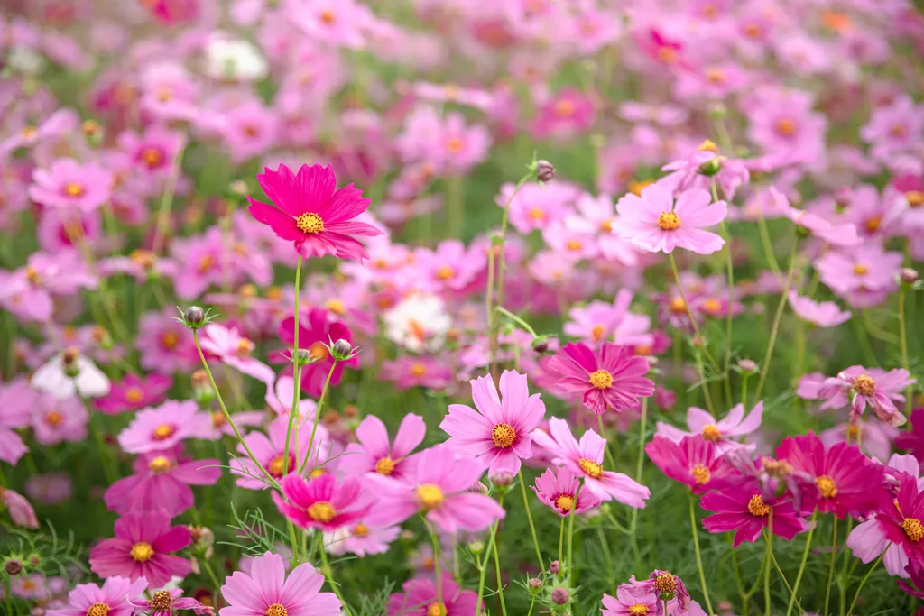 A Symphony of Summer Blooms: Cultivating an Elite Palette 36