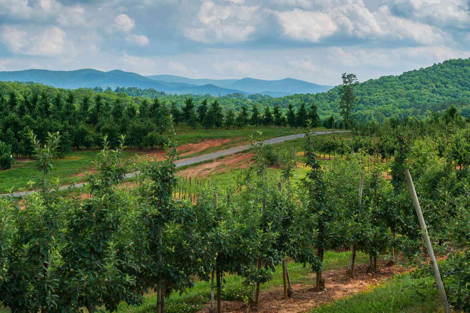 Whispers of the Blue Ridge: Unveiling Georgia's Elite Mountain Escapes 9