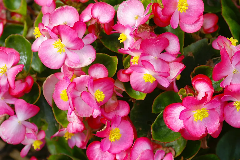 A Symphony of Summer Blooms: Cultivating an Elite Palette 32