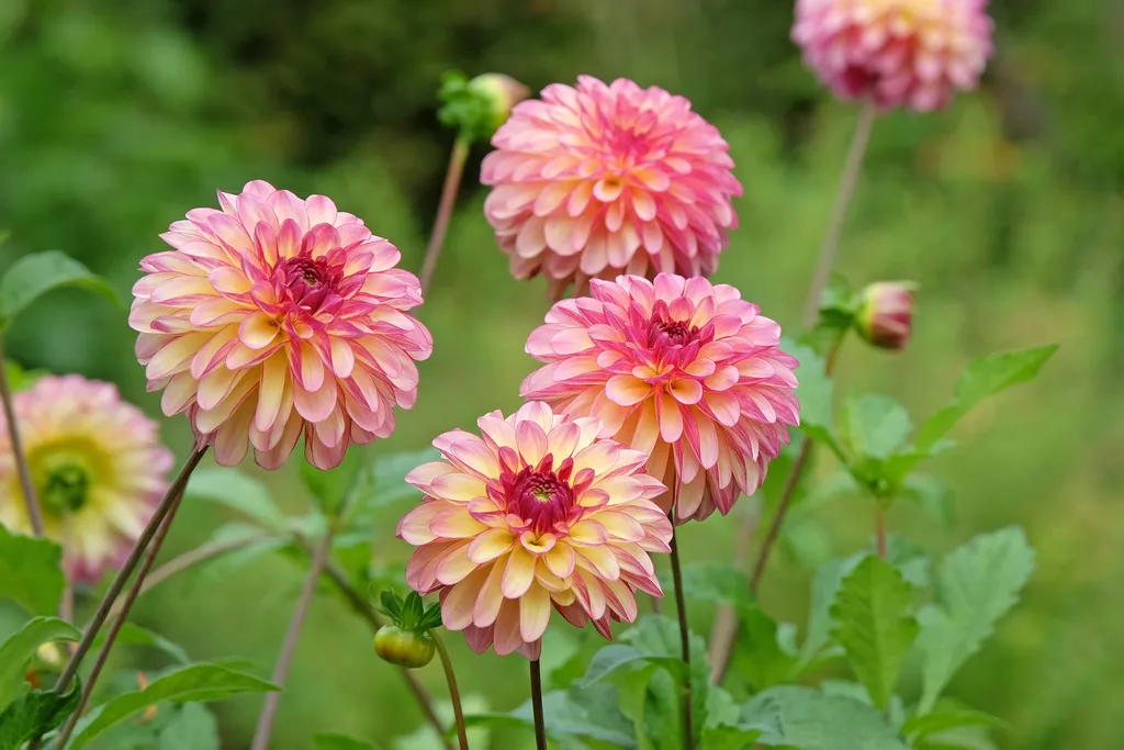 A Symphony of Summer Blooms: Cultivating an Elite Palette 37