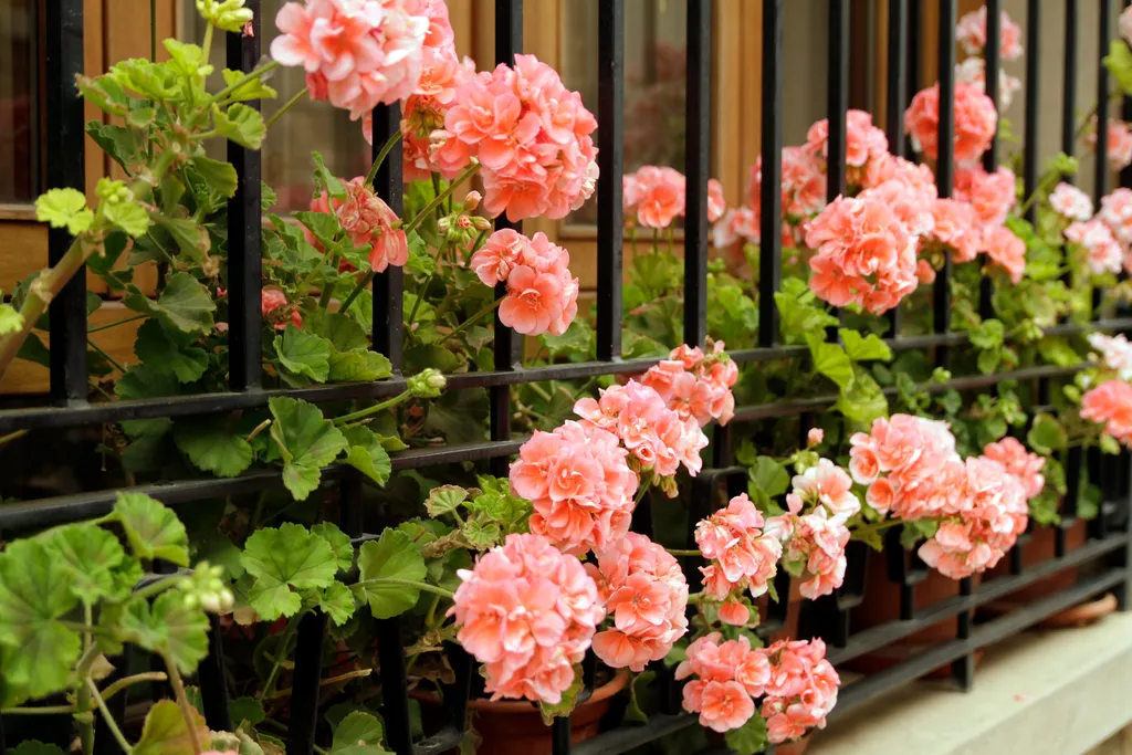 A Symphony of Summer Blooms: Cultivating an Elite Palette 41