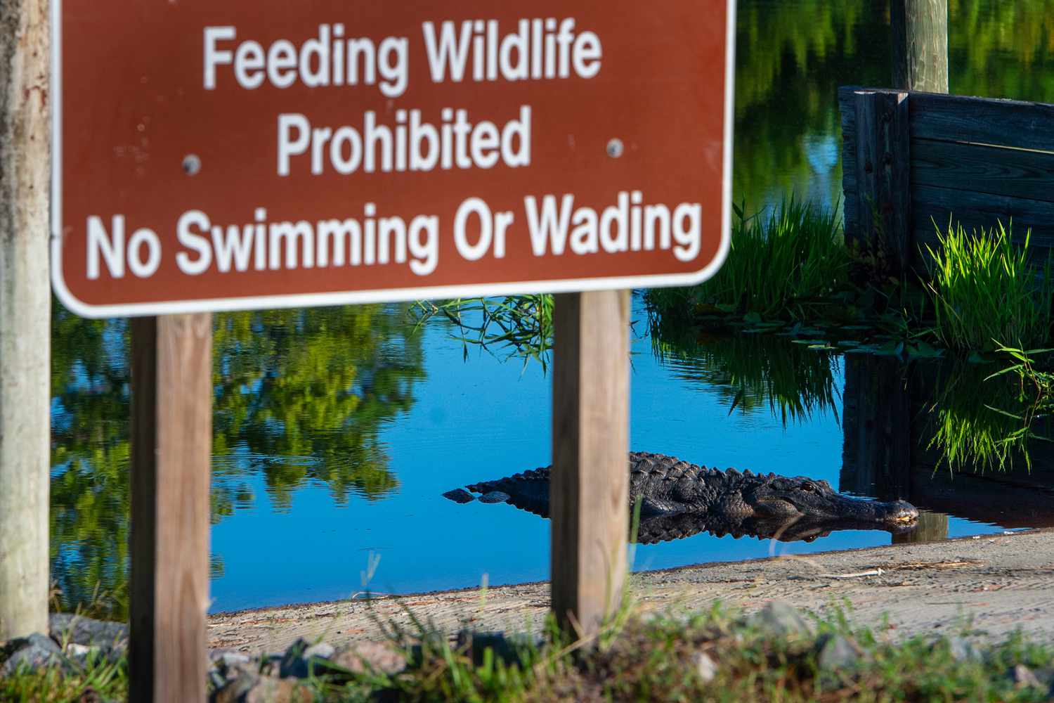 Voyage into Georgia's Untamed Heart: The Okefenokee's Secret Charms 9