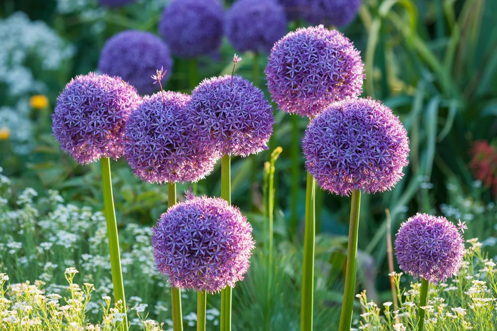 A Symphony of Summer Blooms: Cultivating an Elite Palette 29