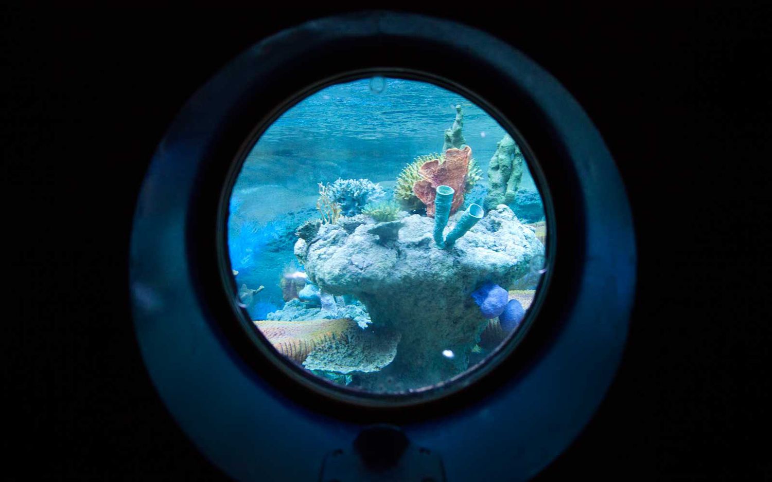 Beyond the Gates: Disneyland's Elite Thrills, Unveiled. 59