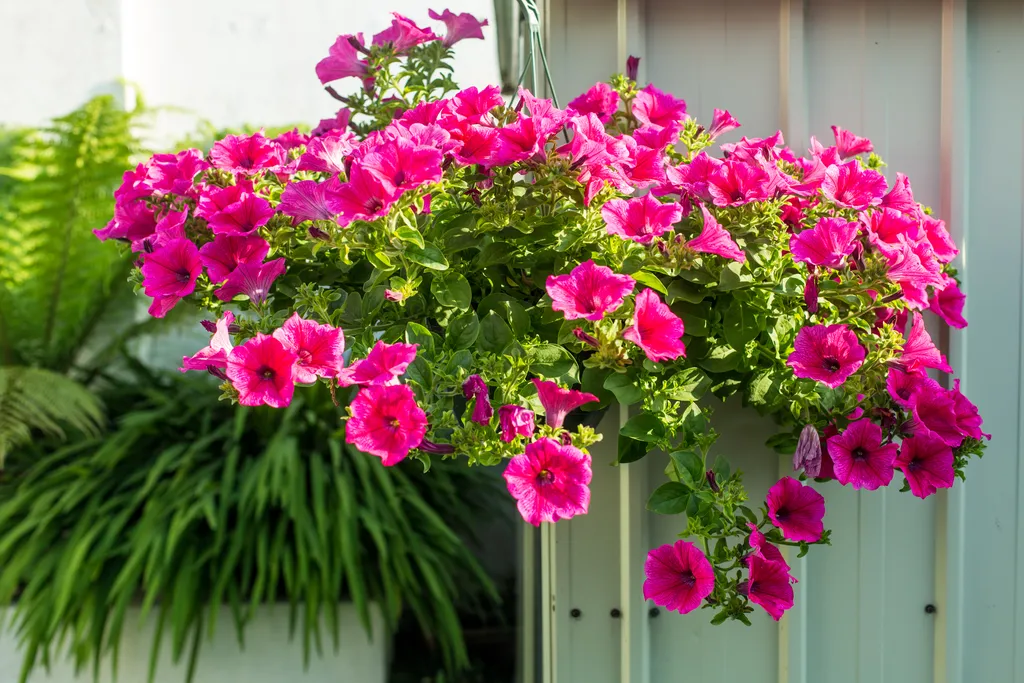 A Symphony of Summer Blooms: Cultivating an Elite Palette 51
