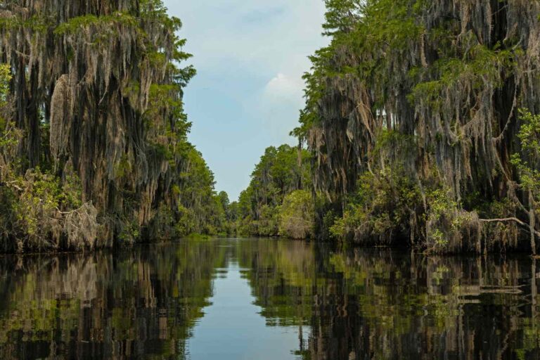 Voyage into Georgia's Untamed Heart: The Okefenokee's Secret Charms 25 Voyage into Georgia's Untamed Heart: The Okefenokee's Secret Charms 25