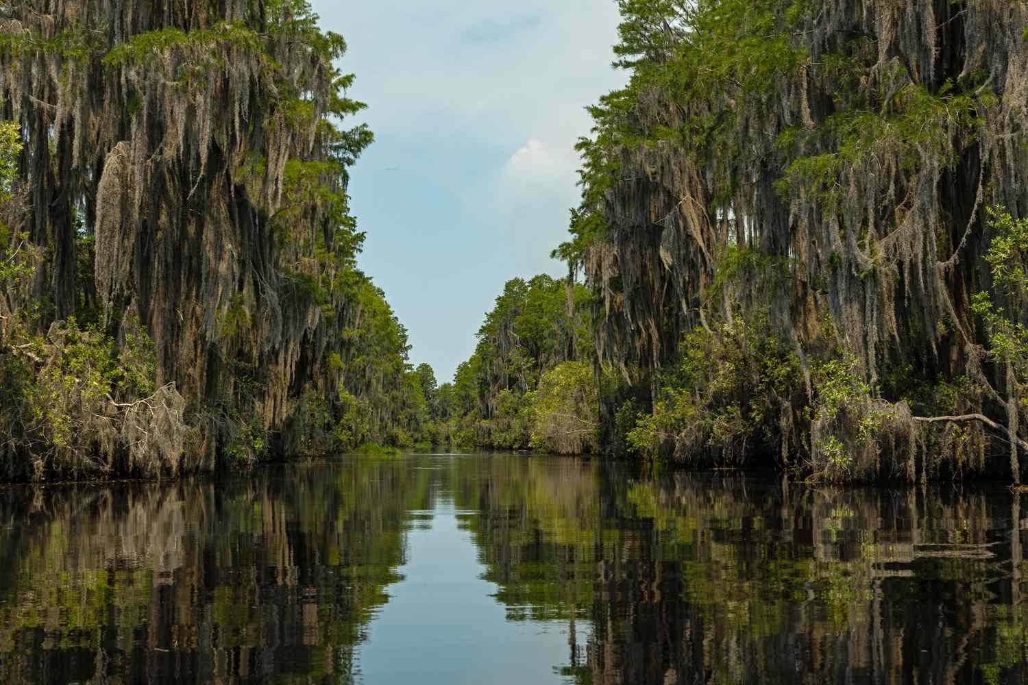 Voyage into Georgia's Untamed Heart: The Okefenokee's Secret Charms 7