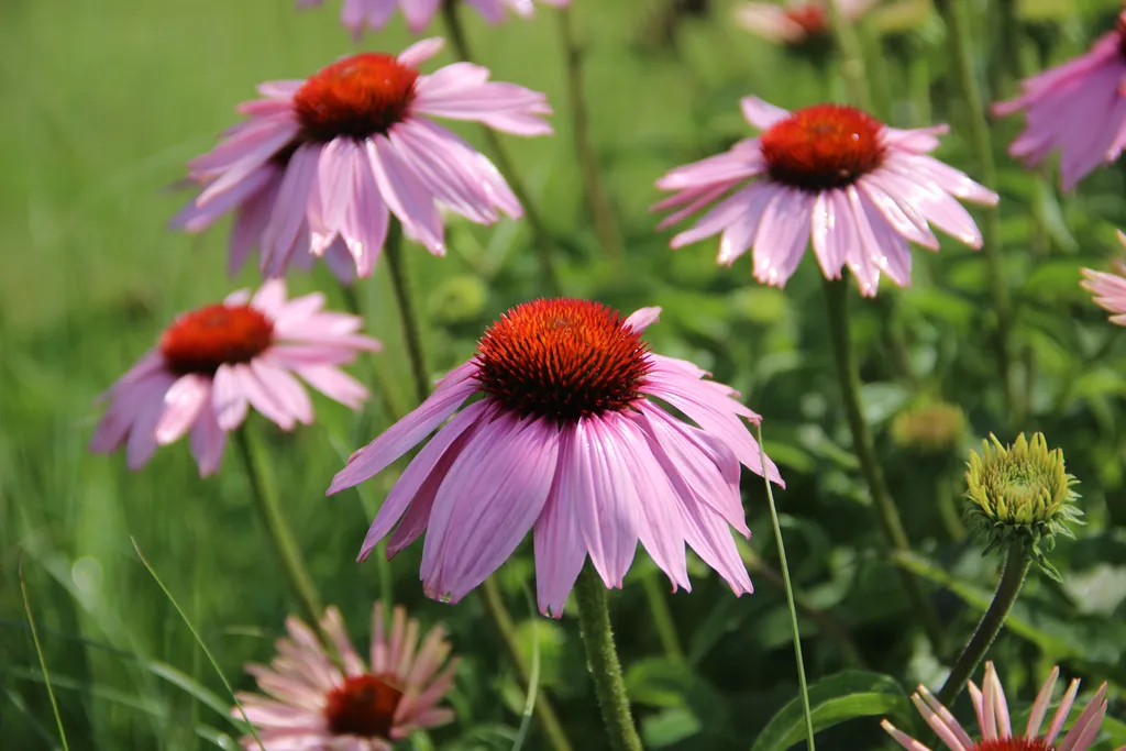 A Symphony of Summer Blooms: Cultivating an Elite Palette 35