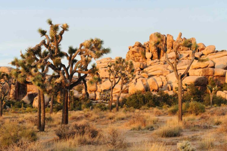 Joshua Tree: Where Desert Minimalism Meets Celestial Grandeur 13