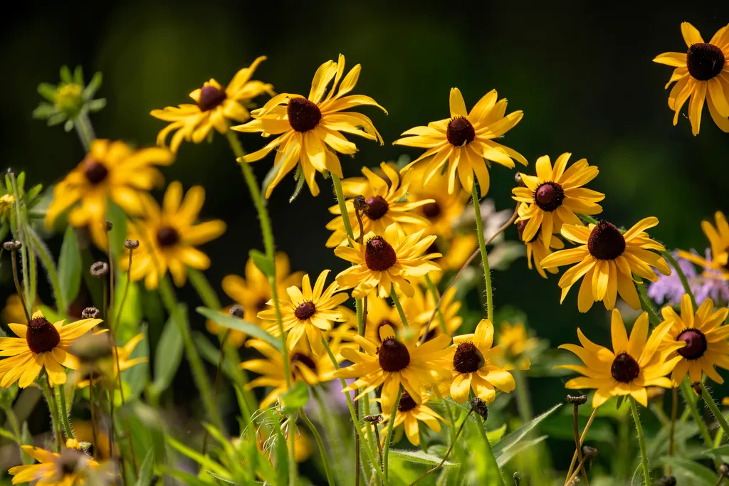 A Symphony of Summer Blooms: Cultivating an Elite Palette 33