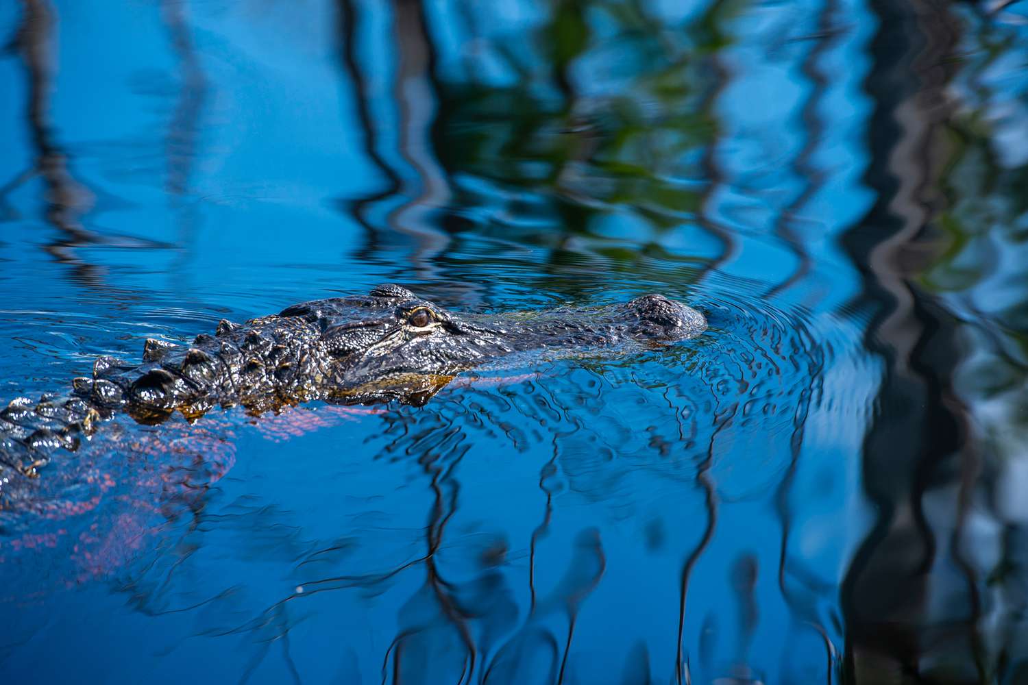 Voyage into Georgia's Untamed Heart: The Okefenokee's Secret Charms 11