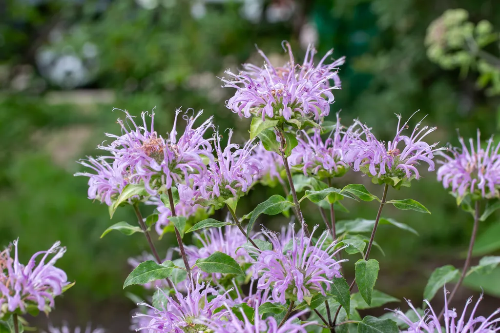 A Symphony of Summer Blooms: Cultivating an Elite Palette 31