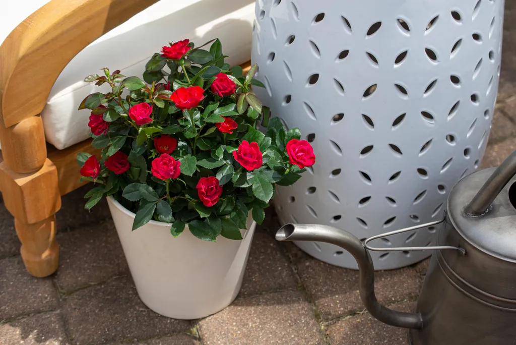 A Symphony of Summer Blooms: Cultivating an Elite Palette 46