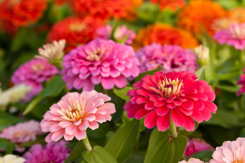 A Symphony of Summer Blooms: Cultivating an Elite Palette 54