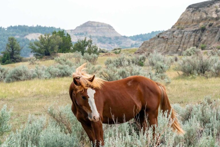 Dakota's Untamed Crown: A Sojourn into Theodore Roosevelt's Majestic Wilderness 32