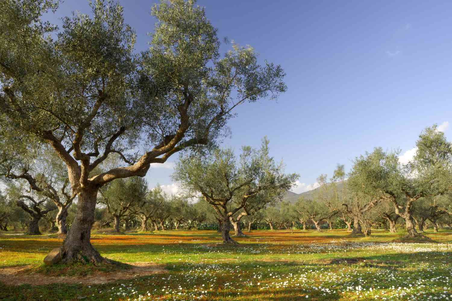 Echoes of Antiquity: Greece's Elite Havens & Whispers of the Aegean 25