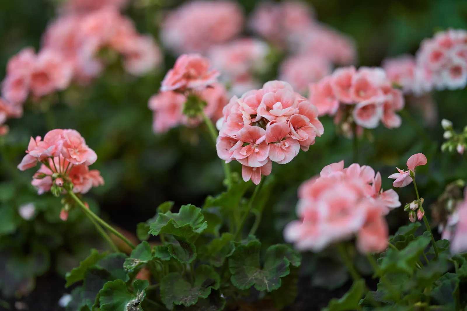 Perennial Blooms: An Elite Gardener's Palette for Year-Round Splendor 22