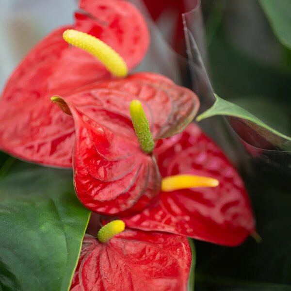 Business Style news 120 Perennial Blooms: An Elite Gardener’s Palette for Year-Round Splendor