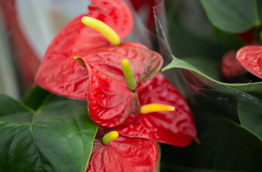 Business Style news 106 Perennial Blooms: An Elite Gardener’s Palette for Year-Round Splendor