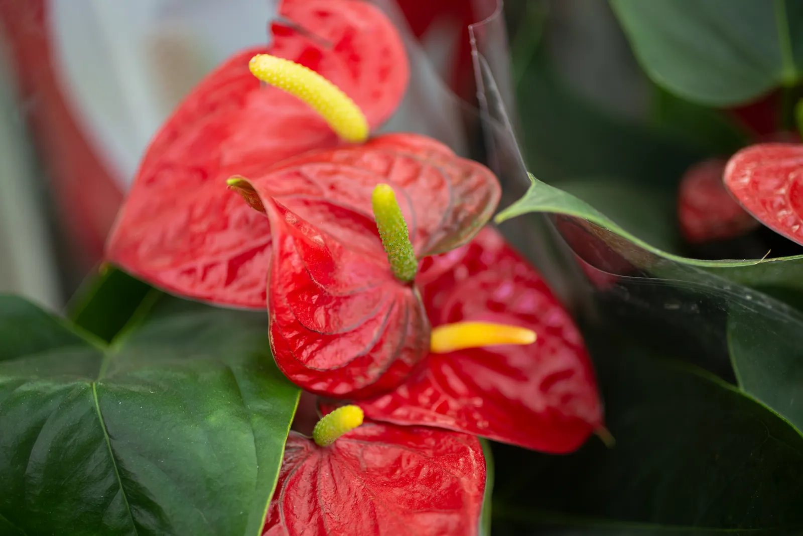 Perennial Blooms: An Elite Gardener's Palette for Year-Round Splendor 14