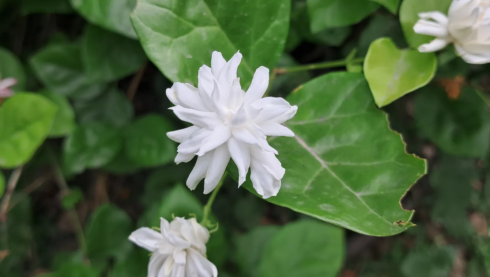 Perennial Blooms: An Elite Gardener's Palette for Year-Round Splendor 16