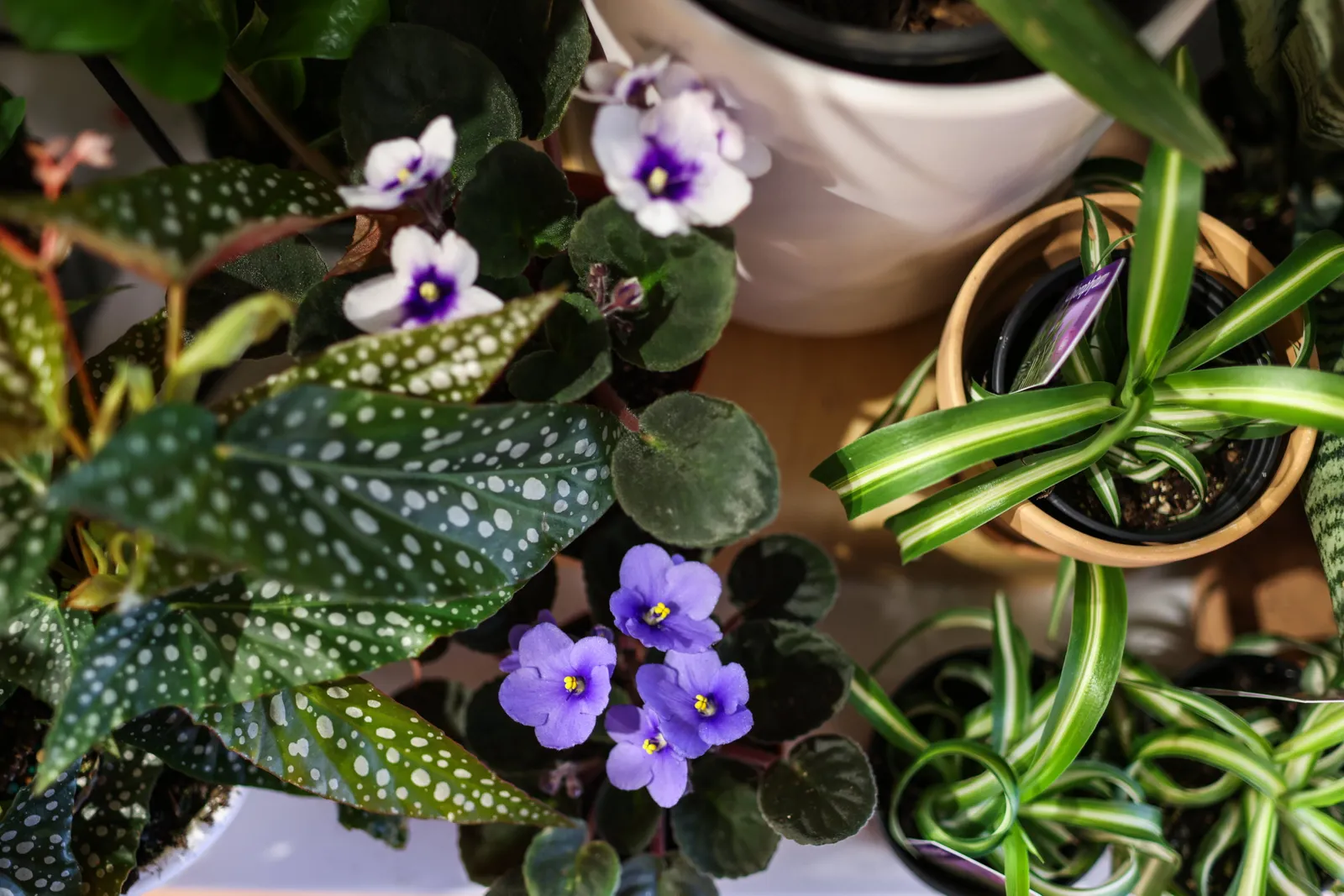 Perennial Blooms: An Elite Gardener's Palette for Year-Round Splendor 20