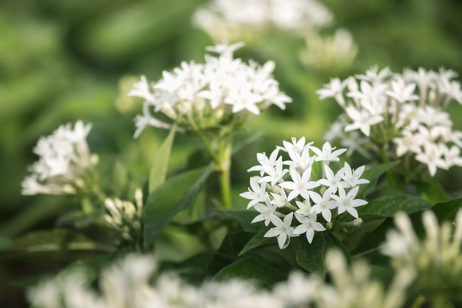 Perennial Blooms: An Elite Gardener's Palette for Year-Round Splendor 23