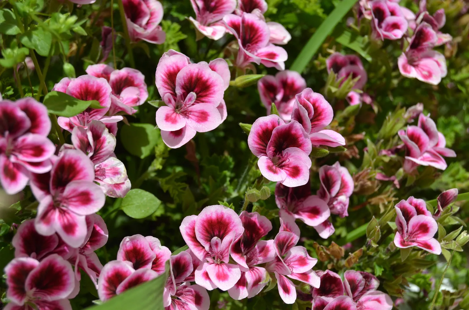 Perennial Blooms: An Elite Gardener's Palette for Year-Round Splendor 18