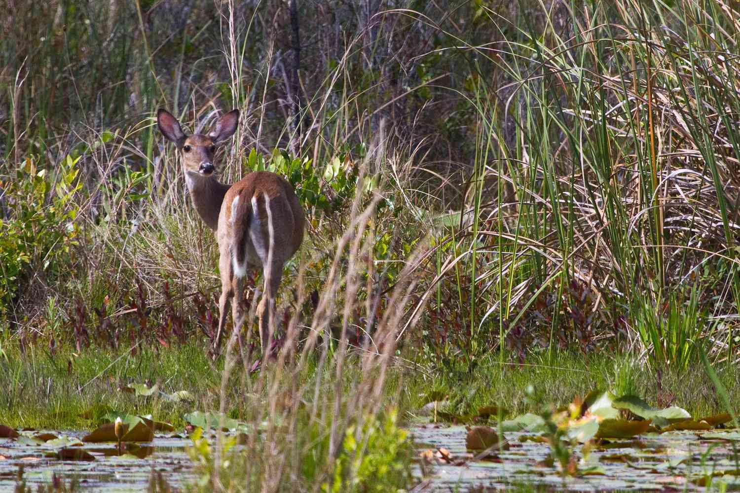 Florida's Secret Shores: Unveiling Unspoiled Escapes Beyond the Tourist Trail 30