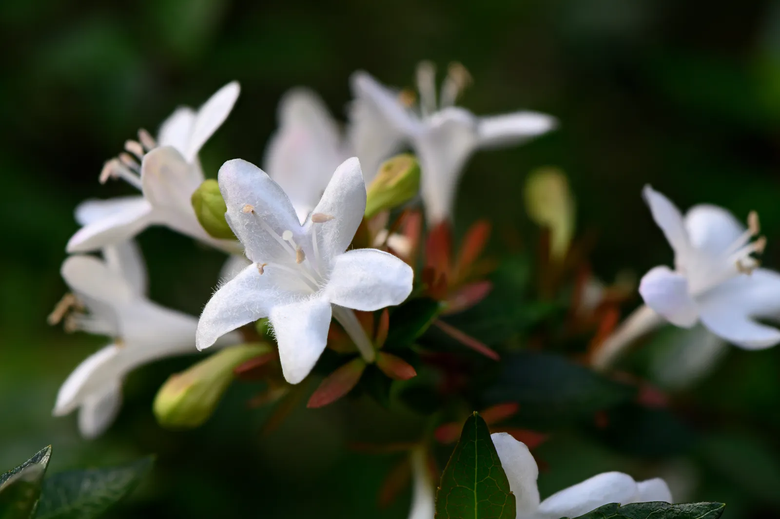 Perennial Blooms: An Elite Gardener's Palette for Year-Round Splendor 17