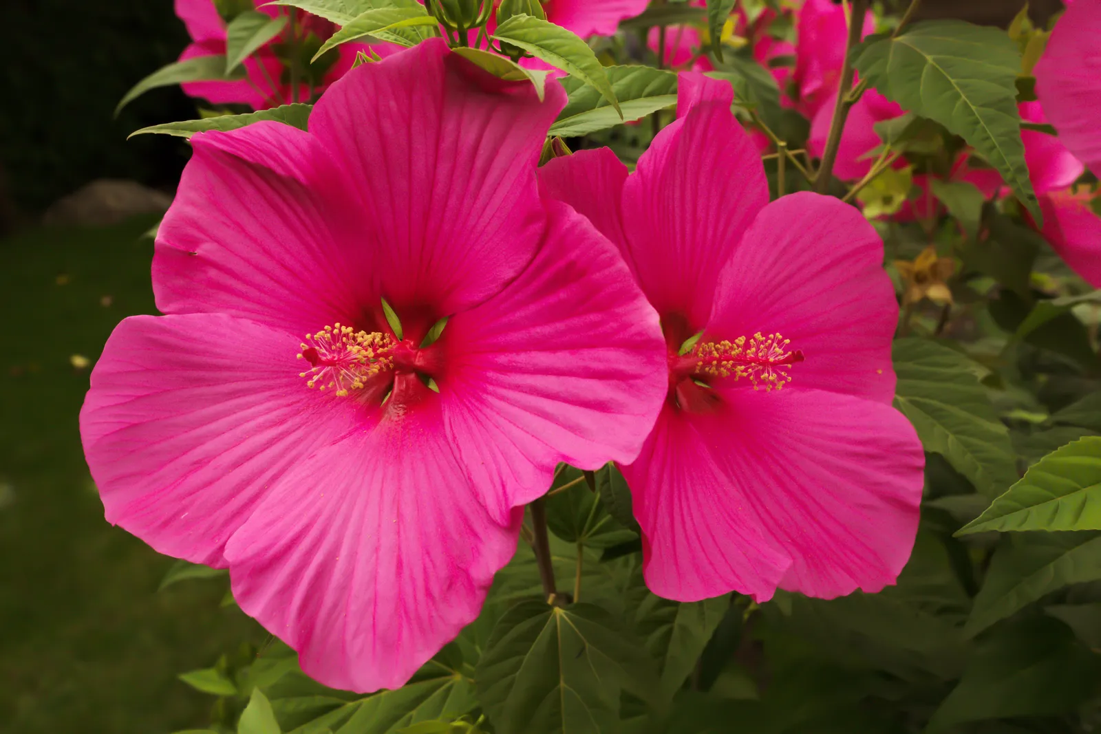 Perennial Blooms: An Elite Gardener's Palette for Year-Round Splendor 15