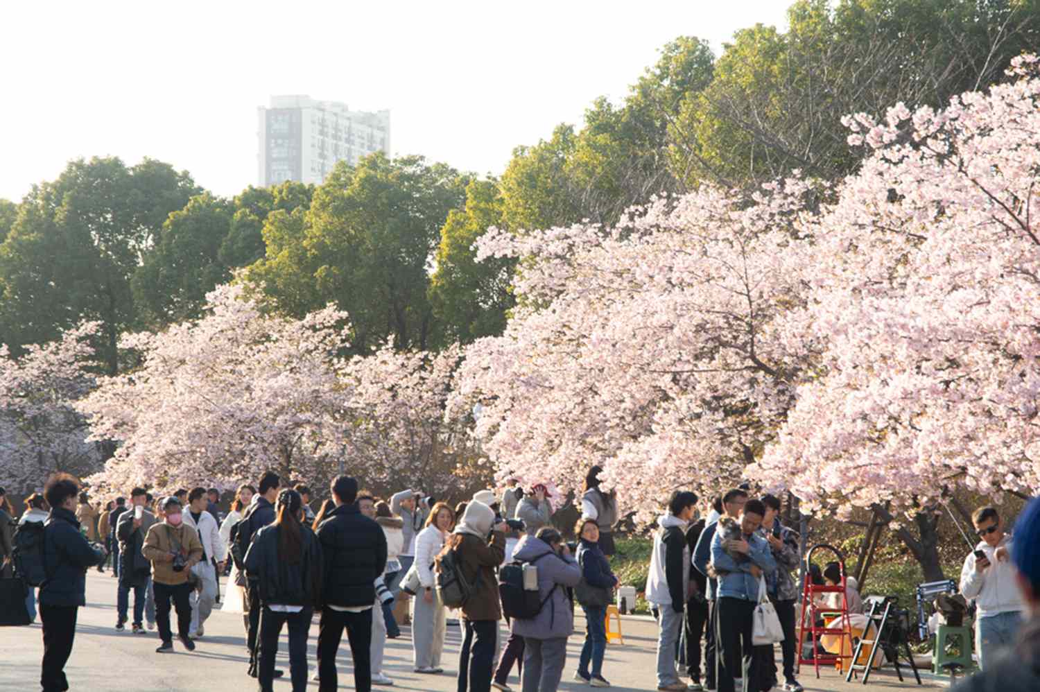 Beyond Japan: Discover Asia's Unrivaled Cherry Blossom Sanctuaries 7