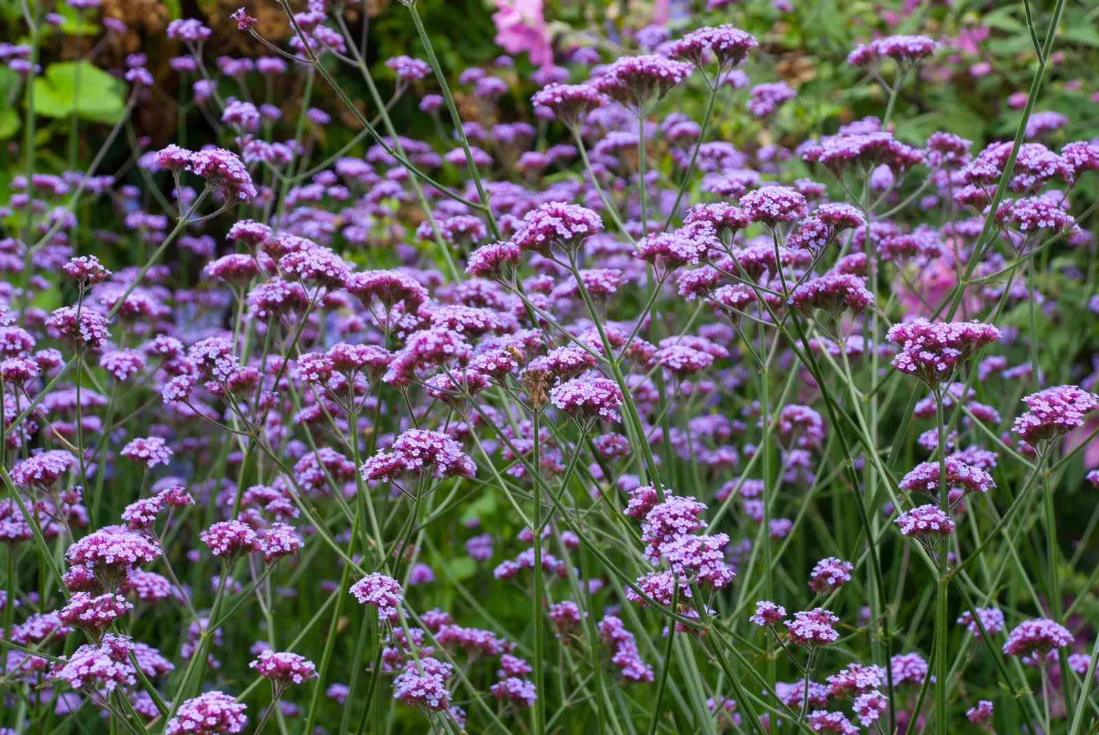 Perennial Blooms: An Elite Gardener's Palette for Year-Round Splendor 21