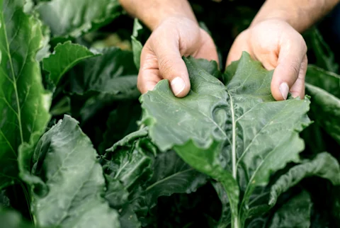 Optimize Your Gut Health: Unmasking the Hidden Dangers of Common&hellip;