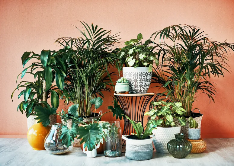 Emerald Elixir: Cultivating Heritage, Nurturing Elite Living 17